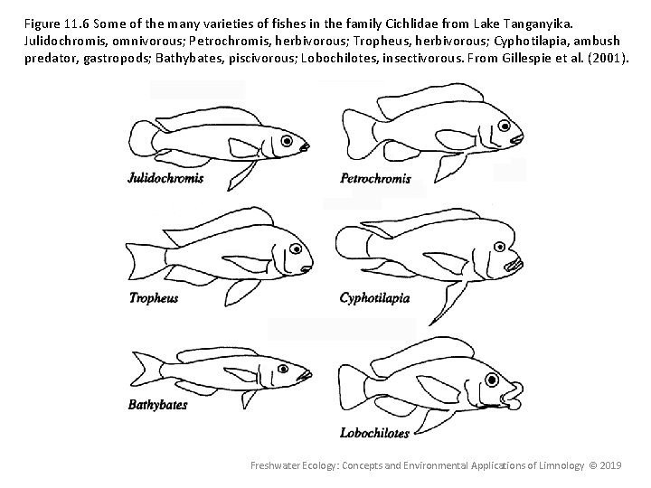 Figure 11. 6 Some of the many varieties of fishes in the family Cichlidae