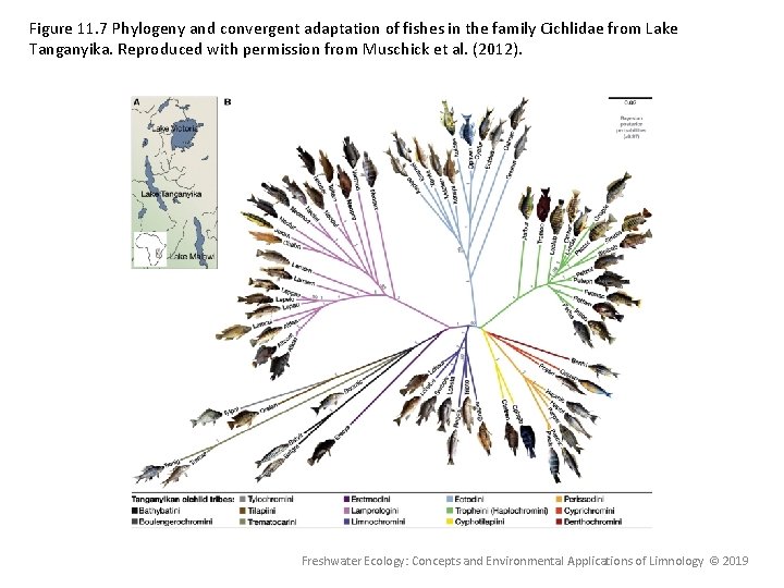 Figure 11. 7 Phylogeny and convergent adaptation of fishes in the family Cichlidae from