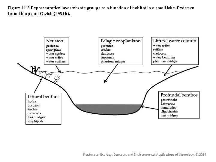Figure 11. 8 Representative invertebrate groups as a function of habitat in a small