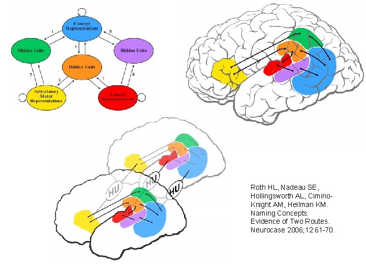 Roth HL, Nadeau SE, Hollingsworth AL, Cimino. Knight AM, Heilman KM. Naming Concepts: Evidence