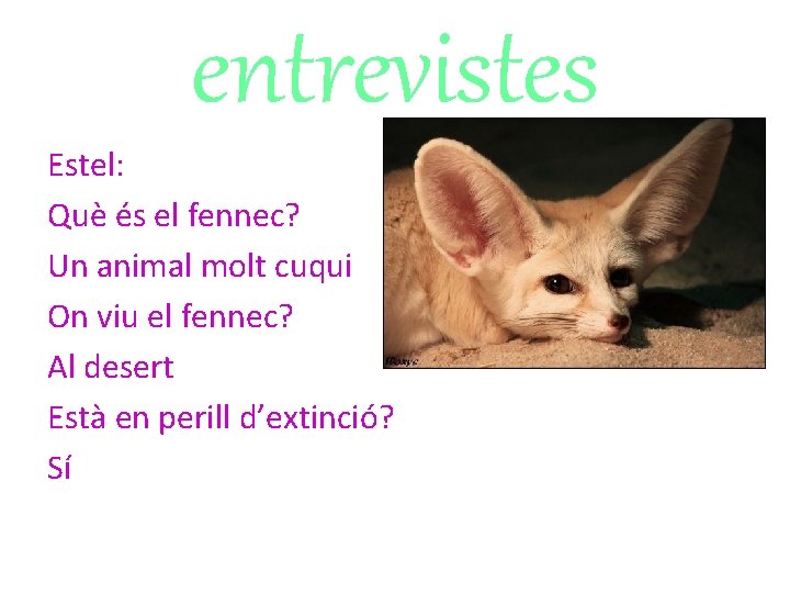 entrevistes Estel: Què és el fennec? Un animal molt cuqui On viu el fennec?