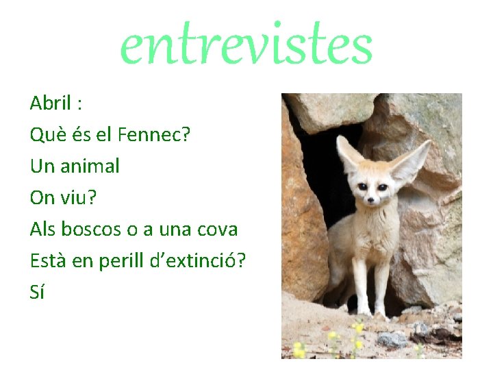entrevistes Abril : Què és el Fennec? Un animal On viu? Als boscos o