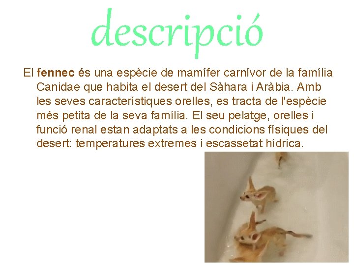 descripció El fennec és una espècie de mamífer carnívor de la família Canidae que