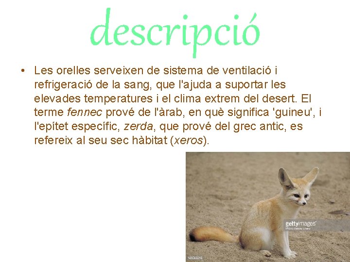 descripció • Les orelles serveixen de sistema de ventilació i refrigeració de la sang,