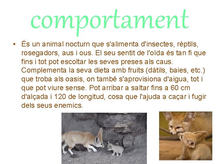 comportament • És un animal nocturn que s'alimenta d'insectes, rèptils, rosegadors, aus i ous.