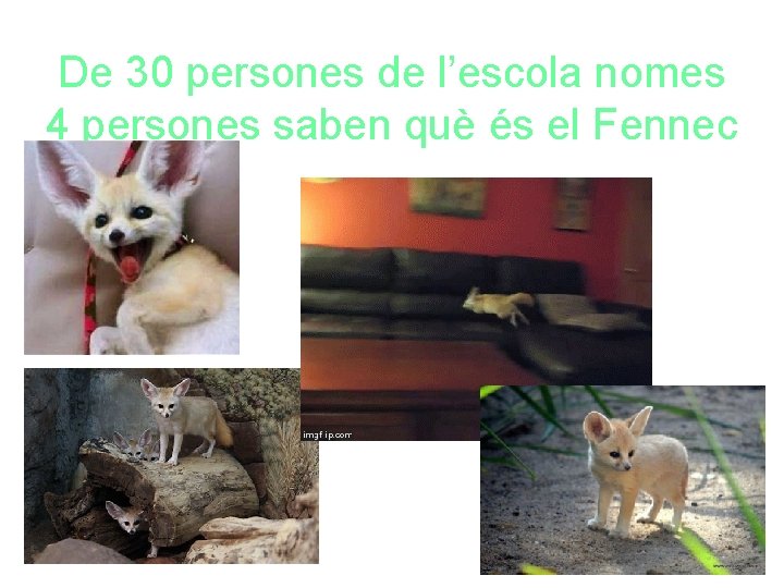 De 30 persones de l’escola nomes 4 persones saben què és el Fennec 