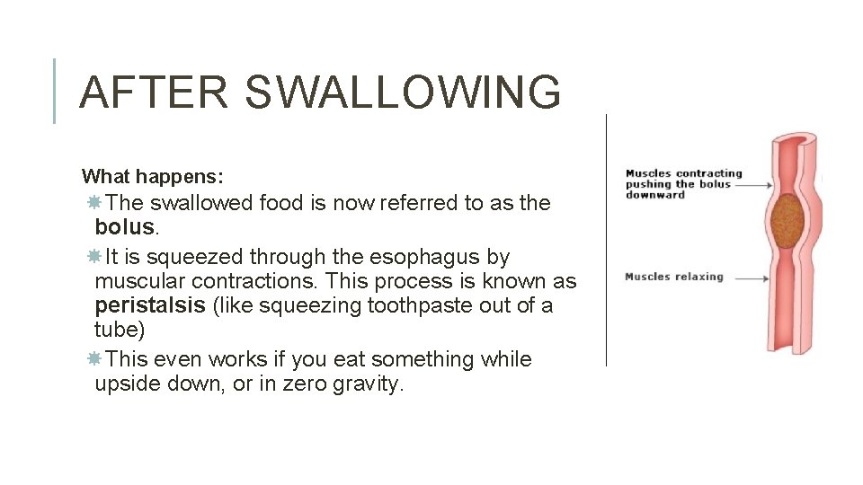 AFTER SWALLOWING What happens: The swallowed food is now referred to as the bolus.