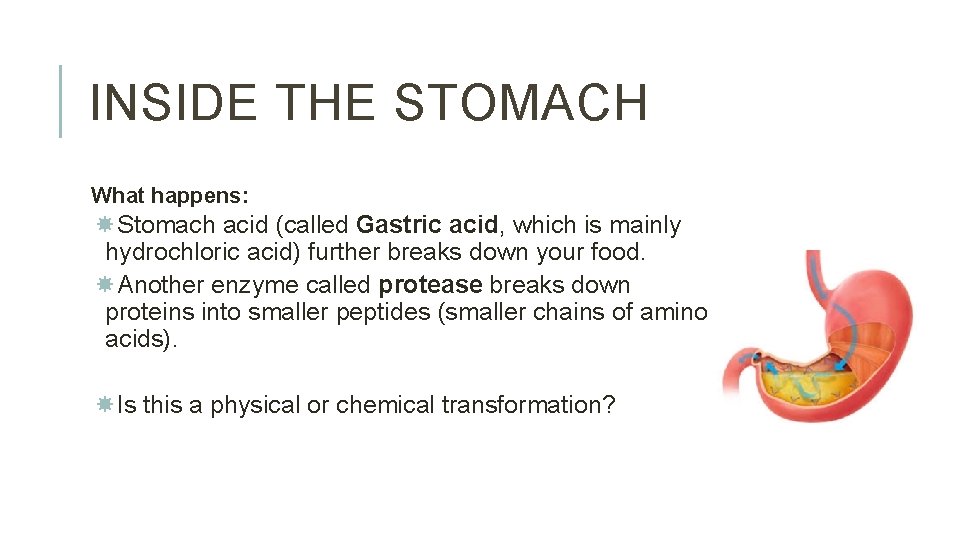 INSIDE THE STOMACH What happens: Stomach acid (called Gastric acid, which is mainly hydrochloric