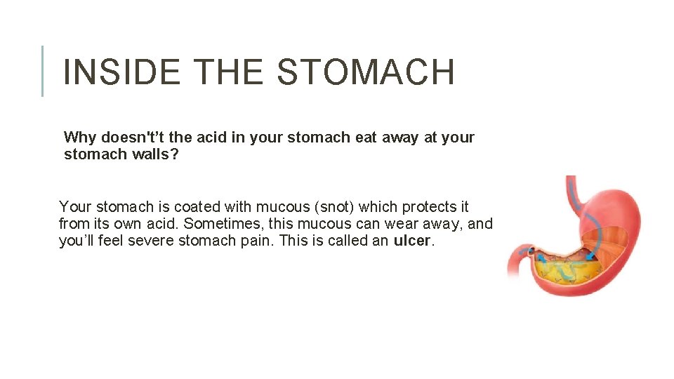 INSIDE THE STOMACH Why doesn't’t the acid in your stomach eat away at your