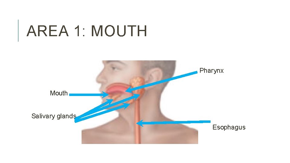 AREA 1: MOUTH Pharynx Mouth Salivary glands Esophagus 