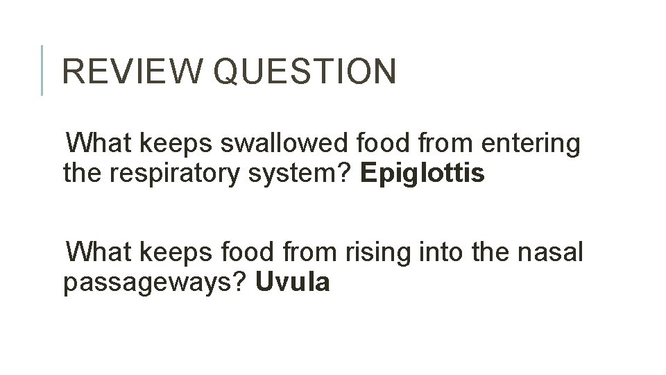 REVIEW QUESTION What keeps swallowed food from entering the respiratory system? Epiglottis What keeps