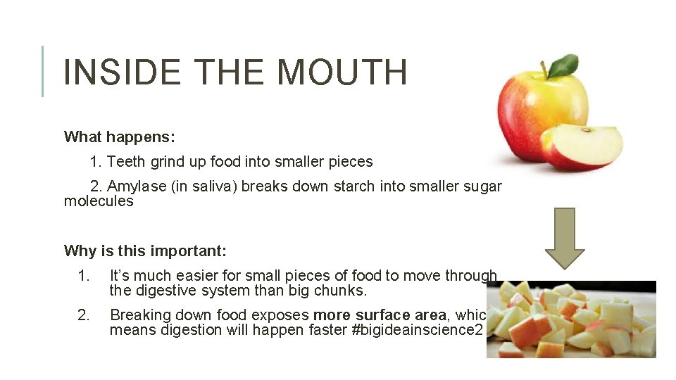 INSIDE THE MOUTH What happens: 1. Teeth grind up food into smaller pieces 2.
