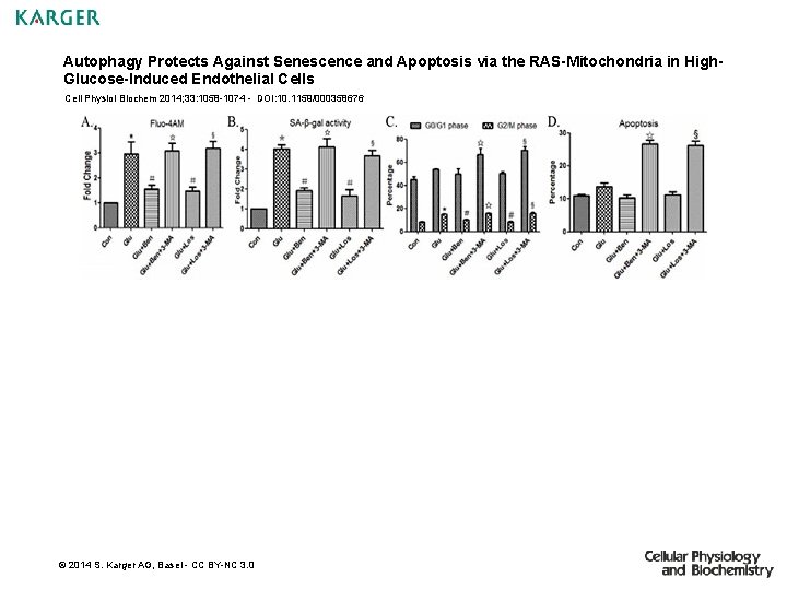 Autophagy Protects Against Senescence and Apoptosis via the RAS-Mitochondria in High. Glucose-Induced Endothelial Cells