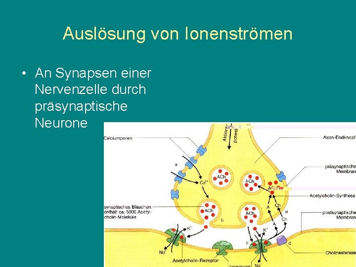Auslösung von Ionenströmen • An Synapsen einer Nervenzelle durch präsynaptische Neurone 
