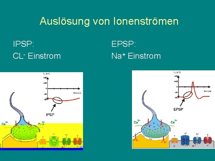 Auslösung von Ionenströmen IPSP: CL- Einstrom EPSP: Na+ Einstrom 