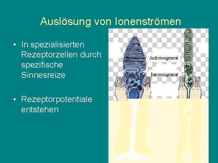 Auslösung von Ionenströmen • In spezialisierten Rezeptorzellen durch spezifische Sinnesreize • Rezeptorpotentiale entstehen 