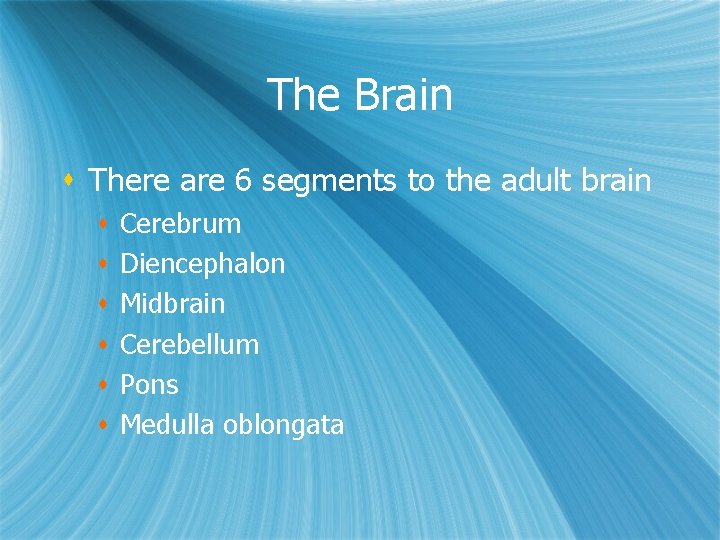 The Brain s There are 6 segments to the adult brain s s s The Brain s There are 6 segments to the adult brain s s s