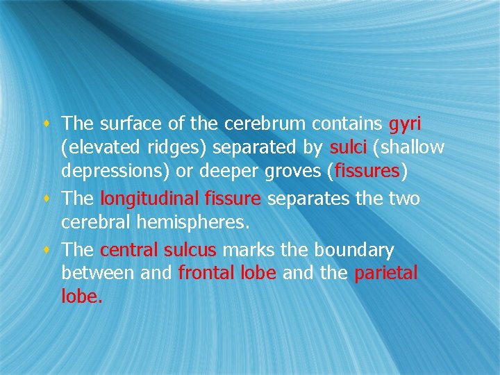 s The surface of the cerebrum contains gyri (elevated ridges) separated by sulci (shallow s The surface of the cerebrum contains gyri (elevated ridges) separated by sulci (shallow