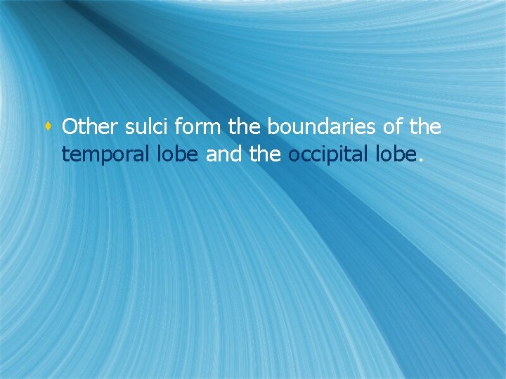 s Other sulci form the boundaries of the temporal lobe and the occipital lobe. s Other sulci form the boundaries of the temporal lobe and the occipital lobe.