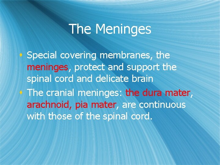 The Meninges s Special covering membranes, the meninges, protect and support the spinal cord The Meninges s Special covering membranes, the meninges, protect and support the spinal cord