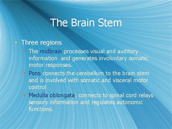 The Brain Stem s Three regions s The midbrain processes visual and auditory information The Brain Stem s Three regions s The midbrain processes visual and auditory information