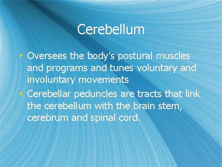 Cerebellum s Oversees the body’s postural muscles and programs and tunes voluntary and involuntary Cerebellum s Oversees the body’s postural muscles and programs and tunes voluntary and involuntary