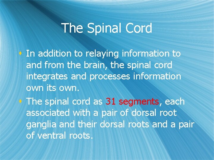 The Spinal Cord s In addition to relaying information to and from the brain, The Spinal Cord s In addition to relaying information to and from the brain,