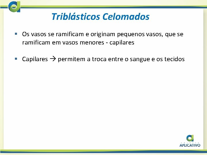 Triblásticos Celomados § Os vasos se ramificam e originam pequenos vasos, que se ramificam