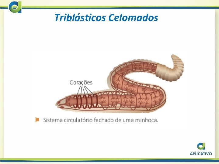 Triblásticos Celomados 