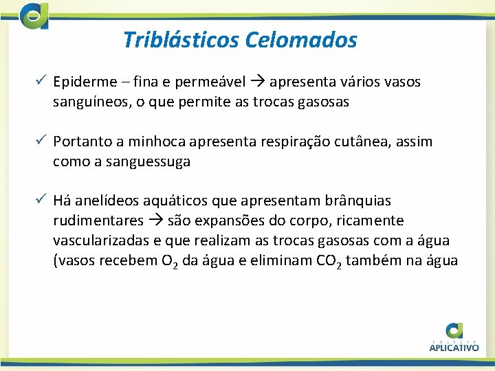 Triblásticos Celomados ü Epiderme – fina e permeável apresenta vários vasos sanguíneos, o que