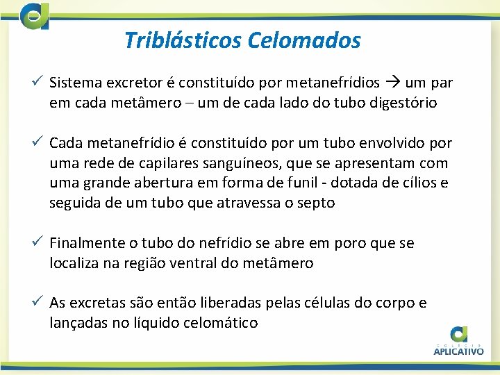 Triblásticos Celomados ü Sistema excretor é constituído por metanefrídios um par em cada metâmero