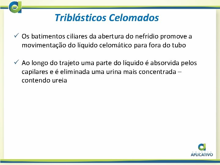 Triblásticos Celomados ü Os batimentos ciliares da abertura do nefrídio promove a movimentação do