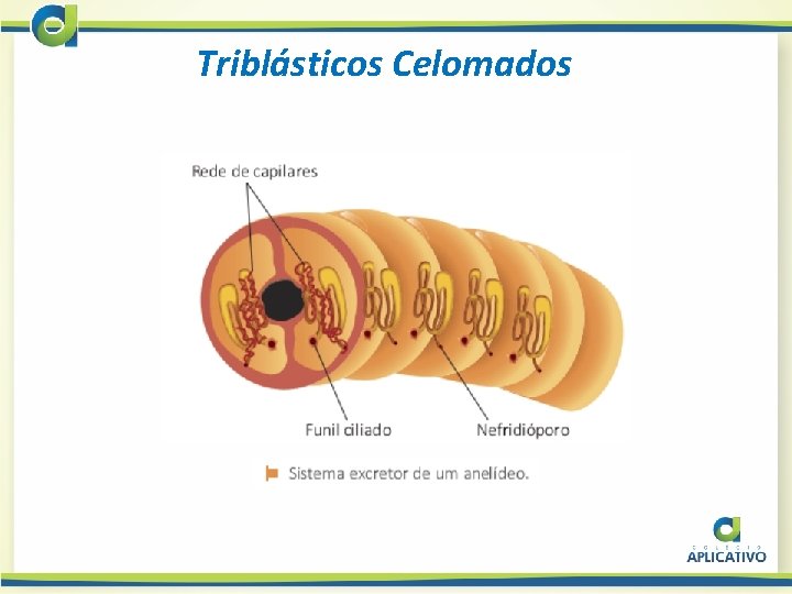 Triblásticos Celomados 