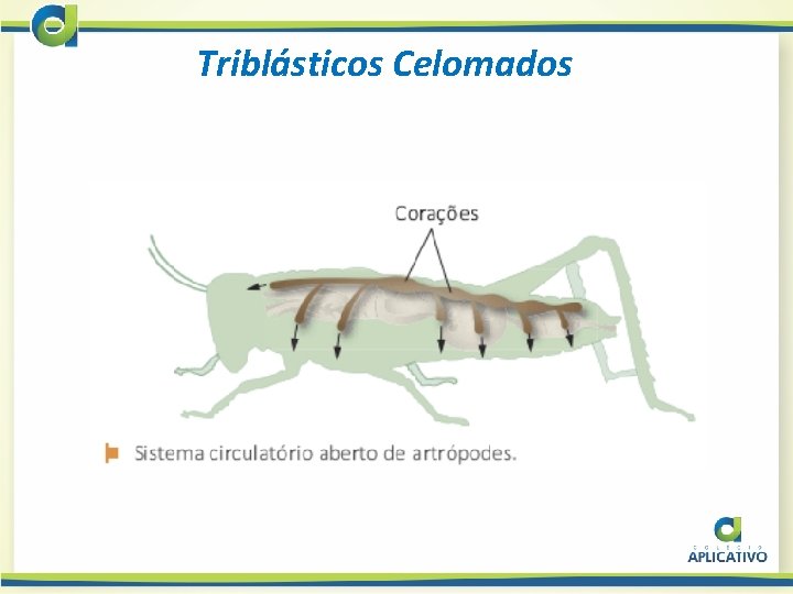 Triblásticos Celomados 