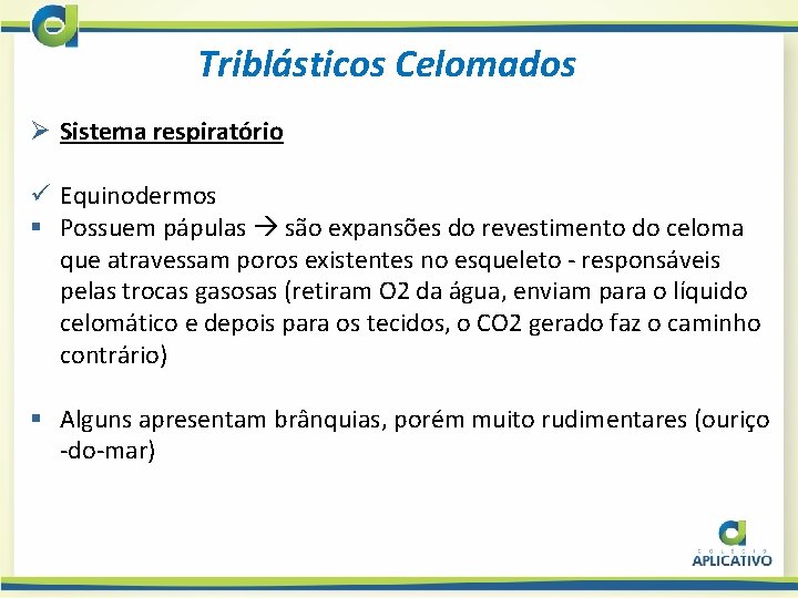 Triblásticos Celomados Ø Sistema respiratório ü Equinodermos § Possuem pápulas são expansões do revestimento