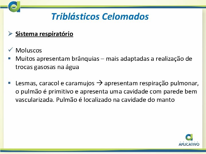 Triblásticos Celomados Ø Sistema respiratório ü Moluscos § Muitos apresentam brânquias – mais adaptadas