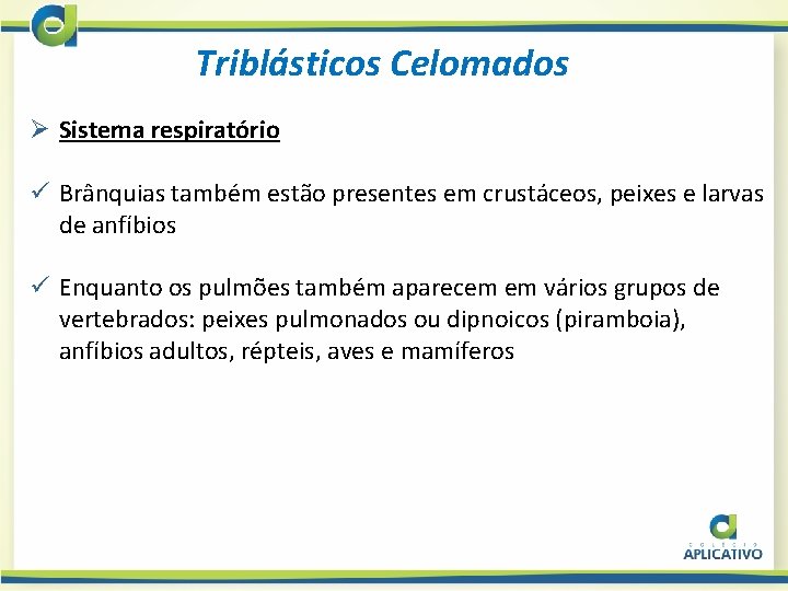 Triblásticos Celomados Ø Sistema respiratório ü Brânquias também estão presentes em crustáceos, peixes e