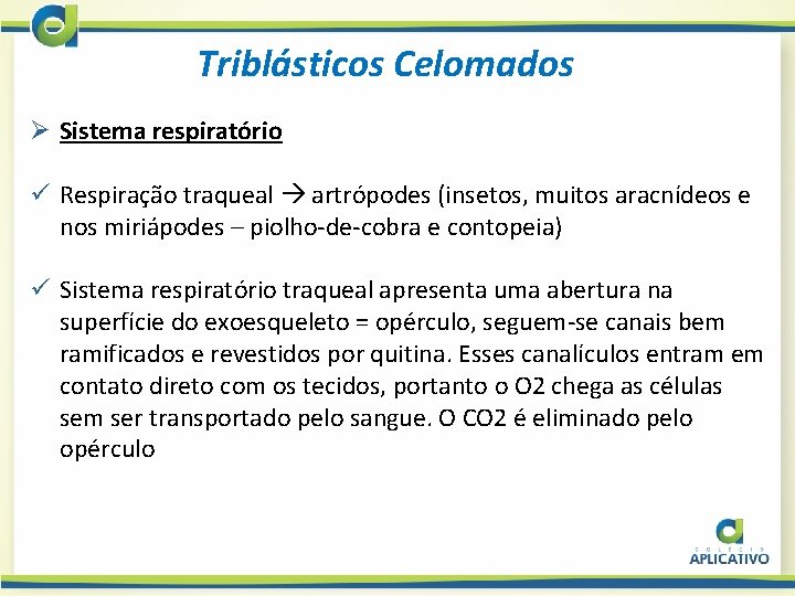 Triblásticos Celomados Ø Sistema respiratório ü Respiração traqueal artrópodes (insetos, muitos aracnídeos e nos