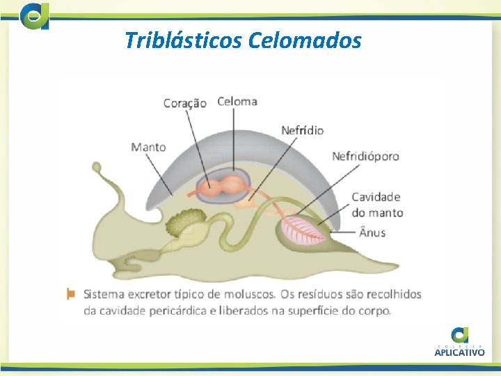 Triblásticos Celomados 