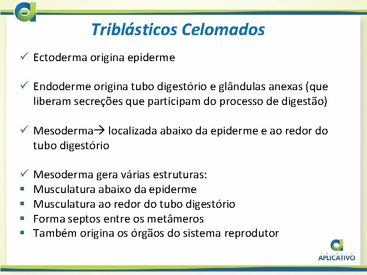 Triblásticos Celomados ü Ectoderma origina epiderme ü Endoderme origina tubo digestório e glândulas anexas