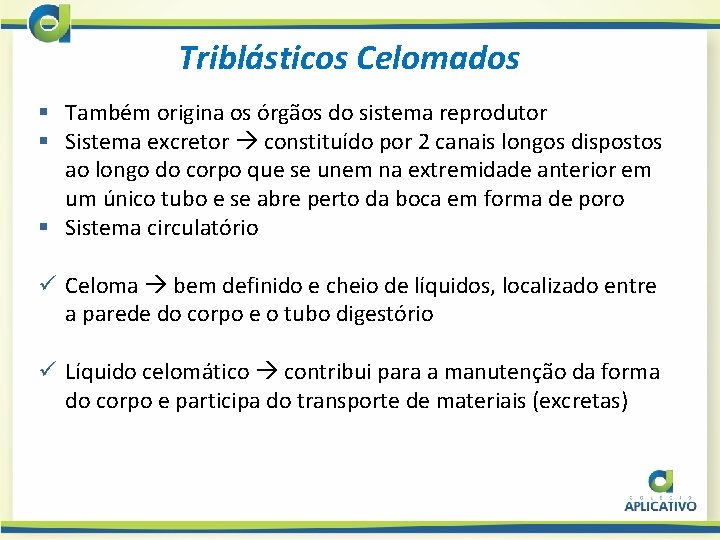 Triblásticos Celomados § Também origina os órgãos do sistema reprodutor § Sistema excretor constituído