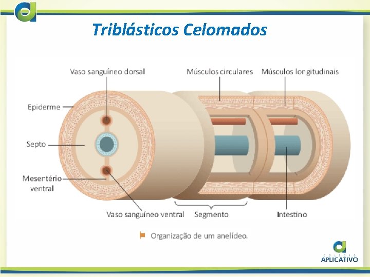 Triblásticos Celomados 