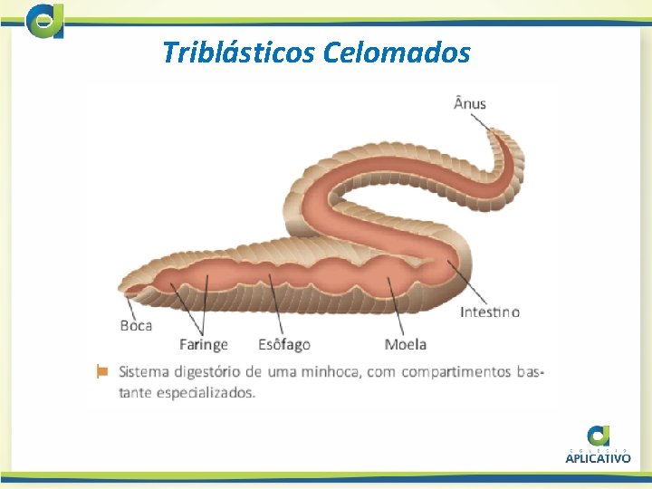 Triblásticos Celomados 