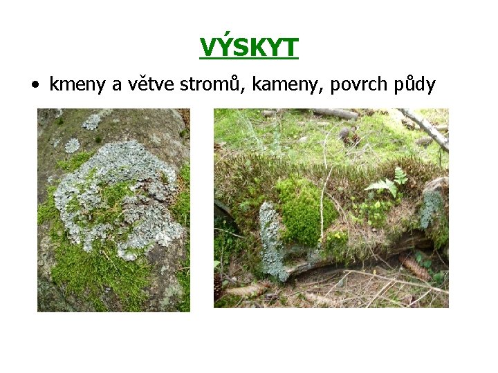 VÝSKYT • kmeny a větve stromů, kameny, povrch půdy 