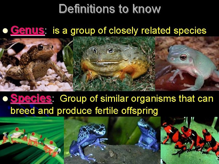 Definitions to know l Genus: is a group of closely related species l Species: Definitions to know l Genus: is a group of closely related species l Species: