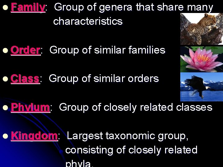 l Family: Group of genera that share many characteristics l Order: Group of similar l Family: Group of genera that share many characteristics l Order: Group of similar