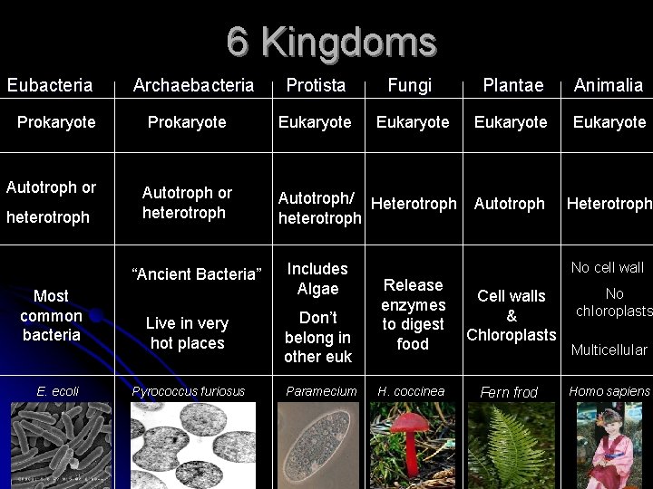6 Kingdoms Eubacteria Prokaryote Autotroph or heterotroph Archaebacteria Prokaryote Autotroph or heterotroph “Ancient Bacteria” 6 Kingdoms Eubacteria Prokaryote Autotroph or heterotroph Archaebacteria Prokaryote Autotroph or heterotroph “Ancient Bacteria”