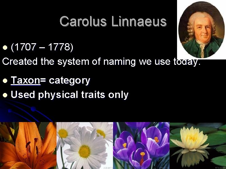 Carolus Linnaeus (1707 – 1778) Created the system of naming we use today. l Carolus Linnaeus (1707 – 1778) Created the system of naming we use today. l
