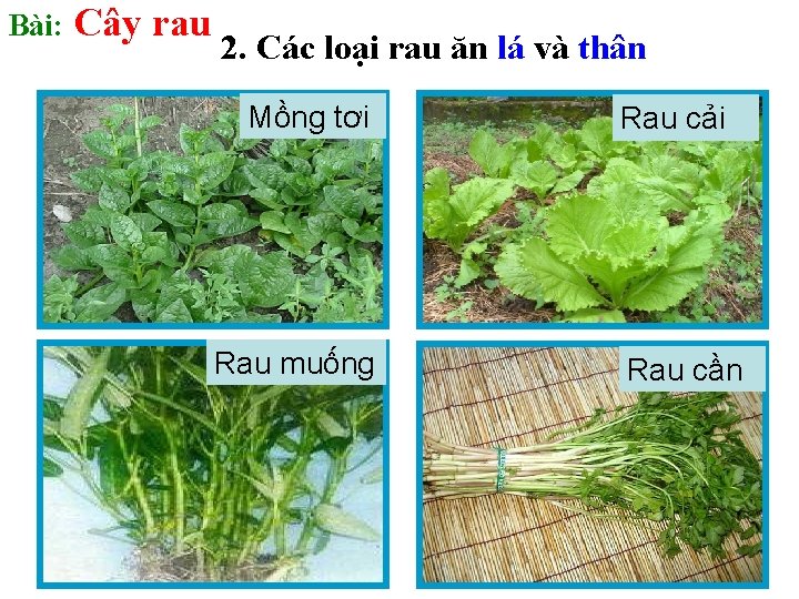 Bài: Cây rau 2. Các loại rau ăn lá và thân Mồng tơi Rau