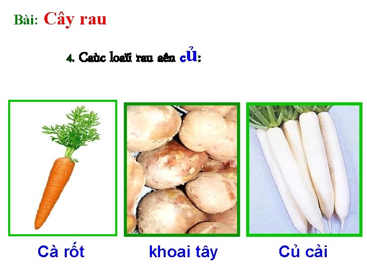 Bài: Cây rau 4. Caùc loaïi rau aên củ: Cà rốt khoai tây Củ